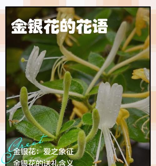 金银花为何被视为健康的象征？