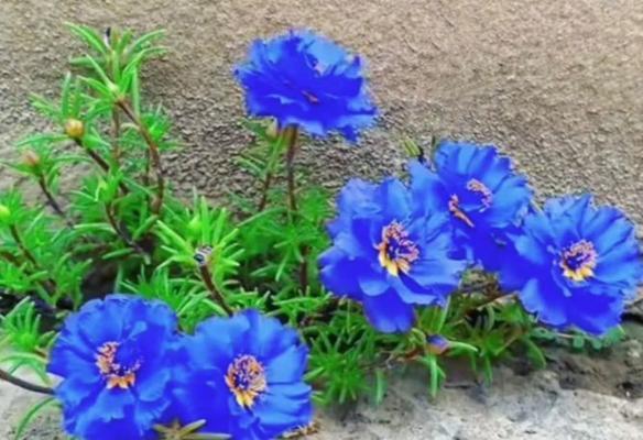 蓝色花朵通常代表什么意义？