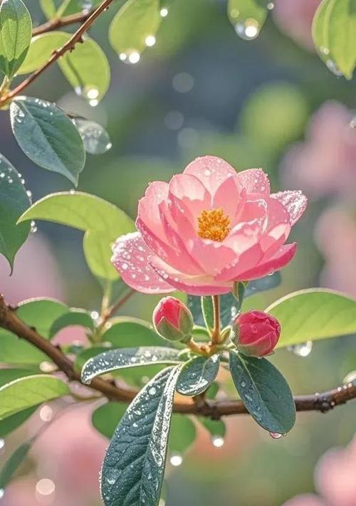 桃花真的象征爱情吗？