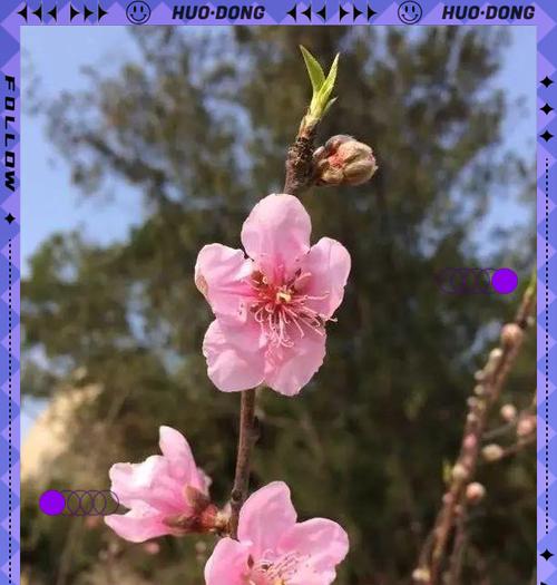 桃花真的象征爱情吗？