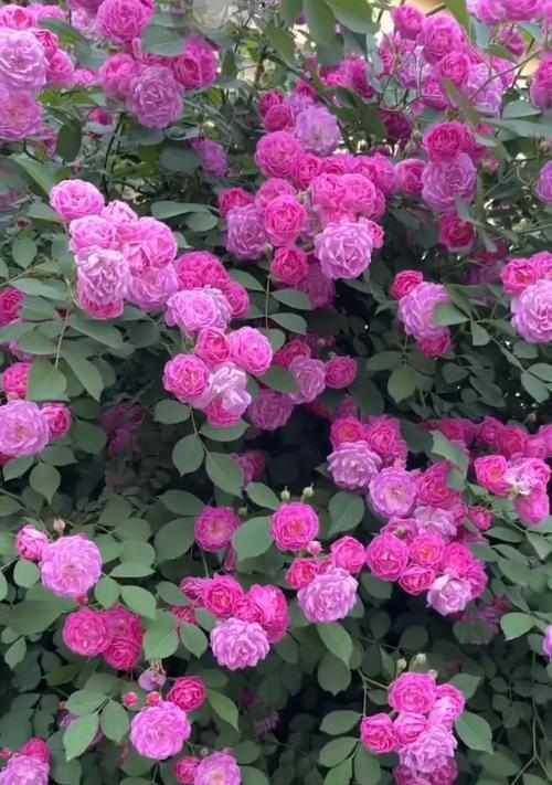 粉色花在路边的寓意是什么？