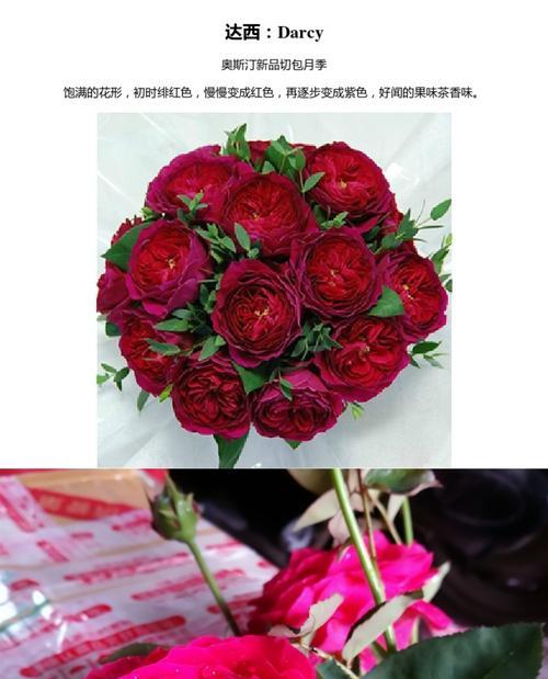 红色奥斯汀花的花语有何特别之处？