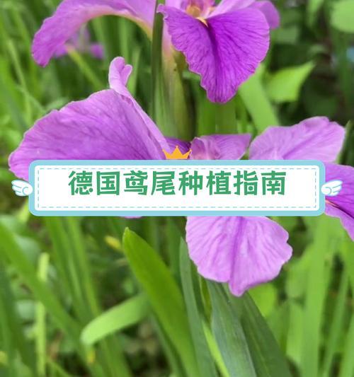 德国文化中哪些花象征祝福？德国祝福花的寓意是什么？