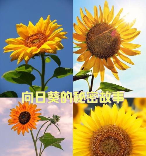 葵花的花语有哪些浪漫含义？