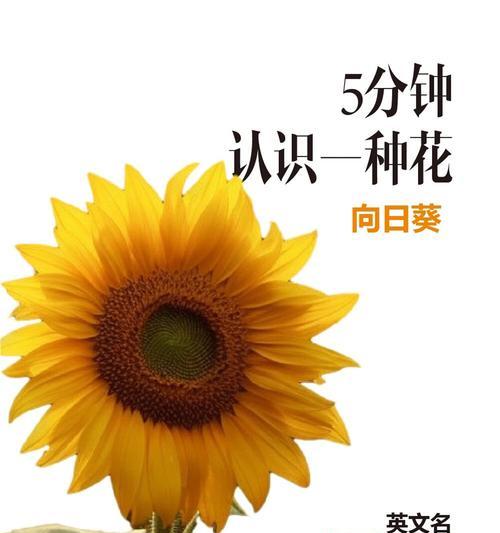 葵花的花语有哪些浪漫含义？