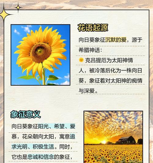 葵花的花语有哪些浪漫含义？