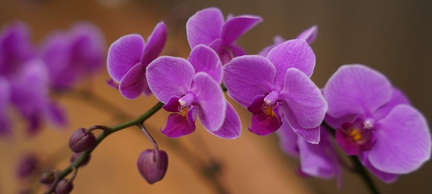 紫色马蹄花的寓意是什么？马蹄花象征着什么？