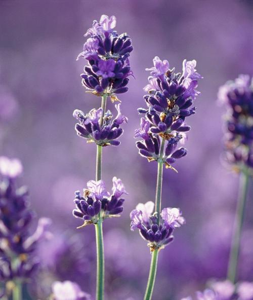 紫色马蹄花的寓意是什么？马蹄花象征着什么？