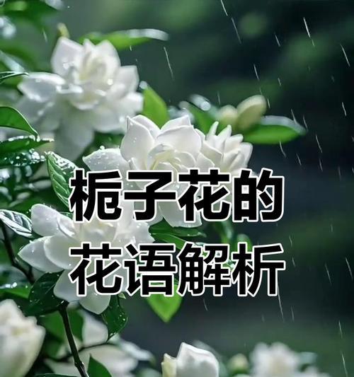 栀子花象征什么爱情？爱情的栀子花寓意是什么？