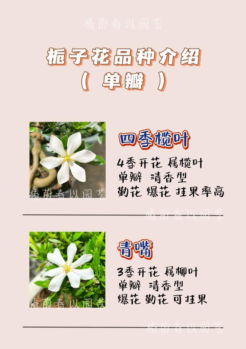 栀子花象征什么爱情？爱情的栀子花寓意是什么？