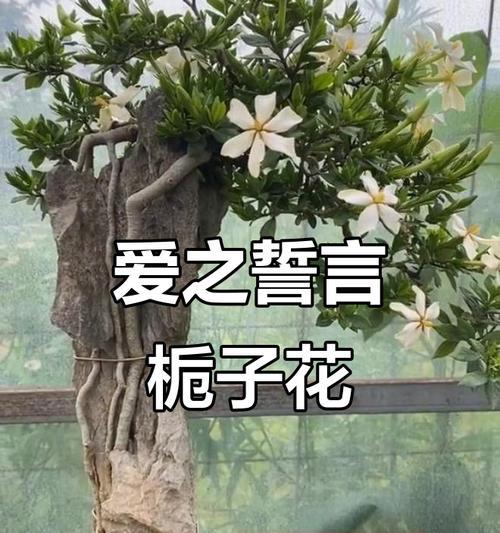 栀子花象征什么爱情？爱情的栀子花寓意是什么？