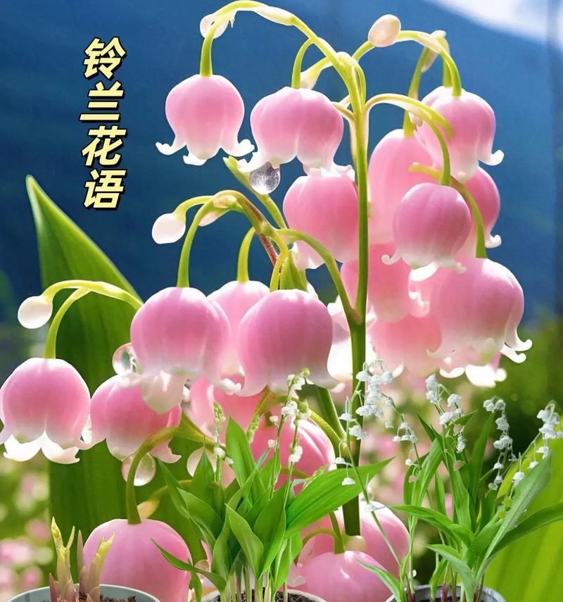哪种花象征幸福和睦？它的花语有何深意？