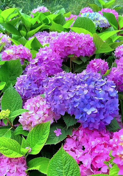 哪种花象征幸福和睦？它的花语有何深意？