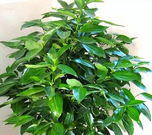 哪些开花植物寓意吉祥？