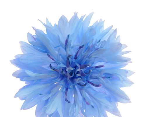 蓝色白色花的寓意和象征是什么？有哪些常见的蓝色白色花？