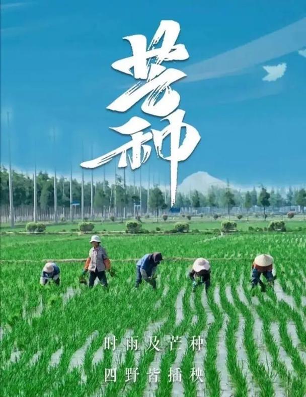 感恩节戴玉米花有何特别含义？
