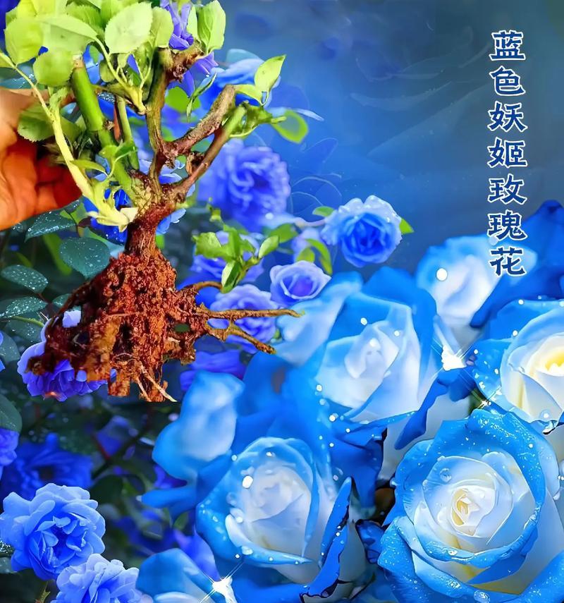 多色花的含义是什么？花语有哪些？