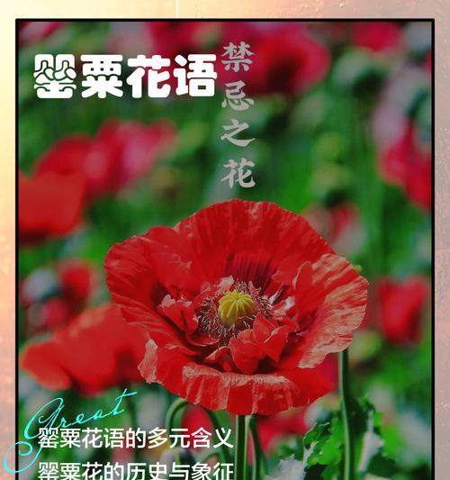 多色花的含义是什么？花语有哪些？