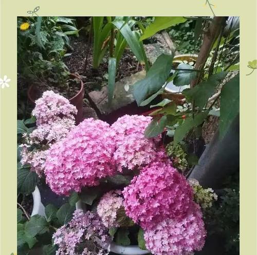 不同颜色的花都有哪些特殊的含义？