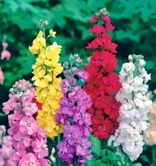 七彩玫瑰花代表什么文化意义？七彩玫瑰的花语261