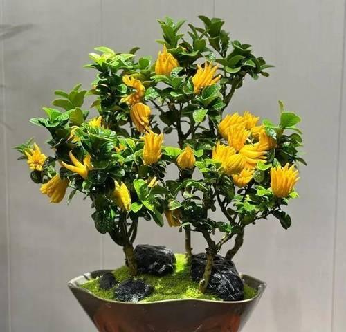 哪些花象征平安吉祥？传统中吉祥花有哪些？