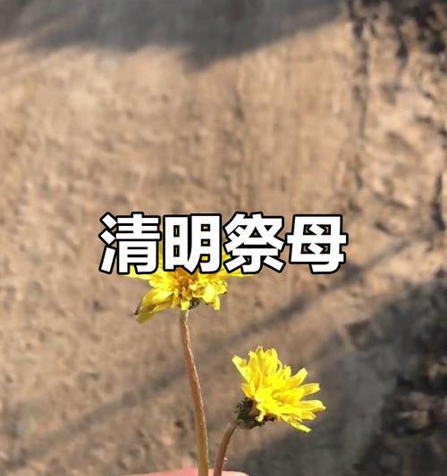 清明节送花的寓意具体是什么？