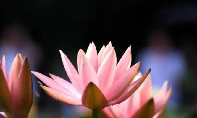 哪种花象征希望和祈福？希望祈福花的含义是什么？