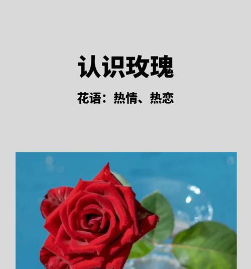 玫瑰花吉祥的寓意是什么？玫瑰花语有哪些吉祥含义？