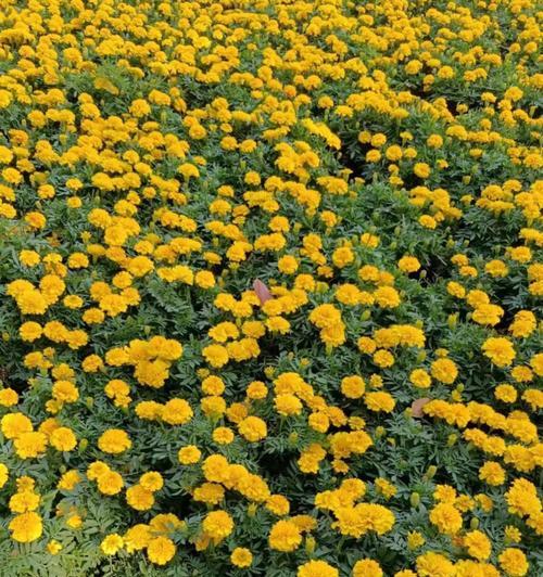 各花的象征与它们代表的季节有何关联？