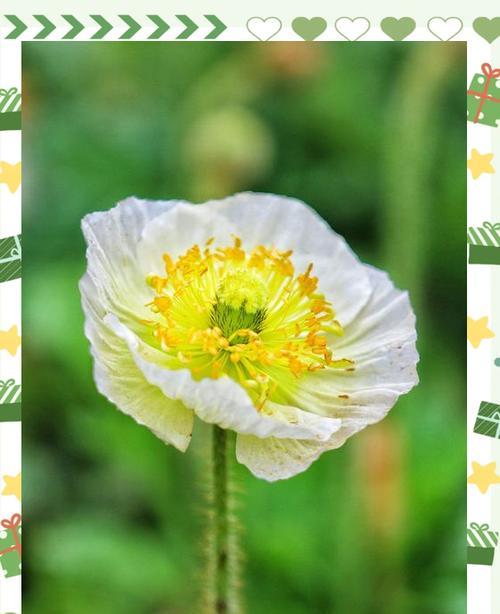 清明节象征性的花有哪些？它们代表什么？