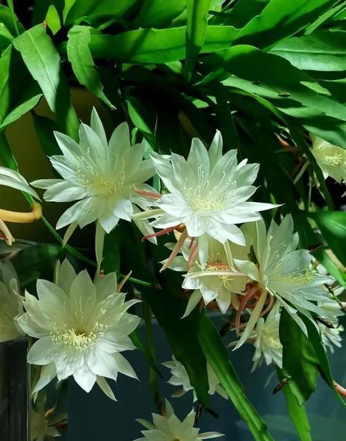 哪种花象征幸福吉祥？幸福吉祥花的寓意是什么？