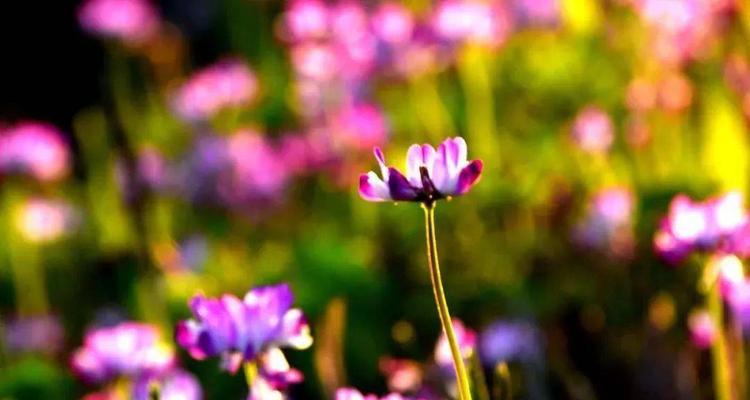 花语如何拥抱幸福？拥抱幸福的花语有哪些？