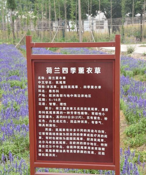 花语如何拥抱幸福？拥抱幸福的花语有哪些？