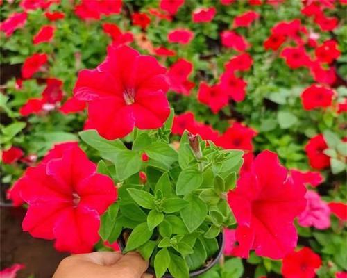 红色牵牛花象征着什么？