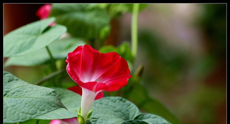 红色牵牛花象征着什么？