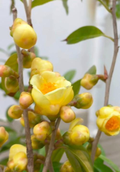 吉祥富贵的花有哪些？寓意吉祥富贵的花代表什么？