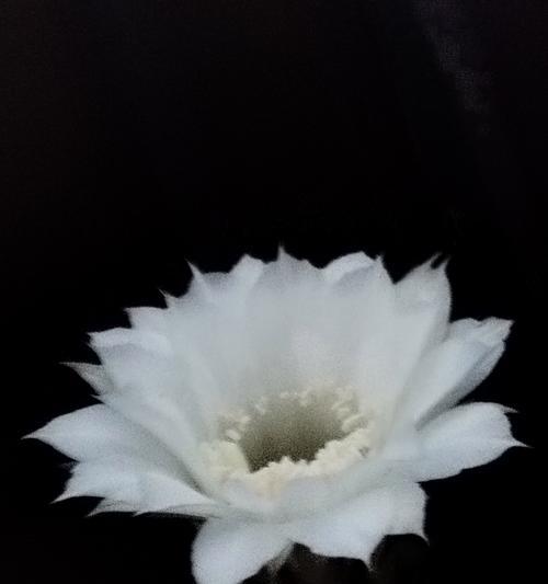 哪种花寓意健康长寿？平平安安的花有哪些？