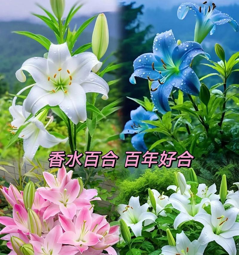 春节时百合花的寓意是什么？