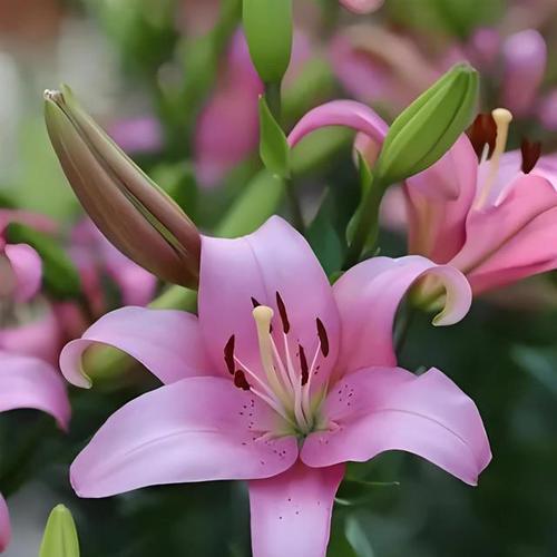 春节时百合花的寓意是什么？