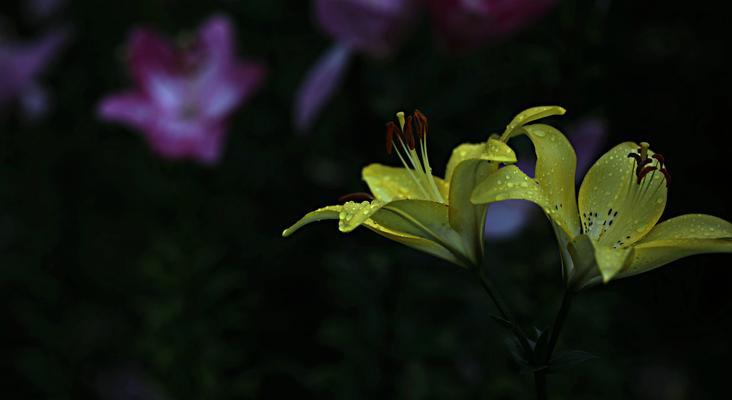 春节时百合花的寓意是什么？