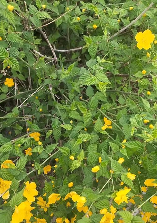 黄色花的寓意是什么？黄色花朵象征着什么？