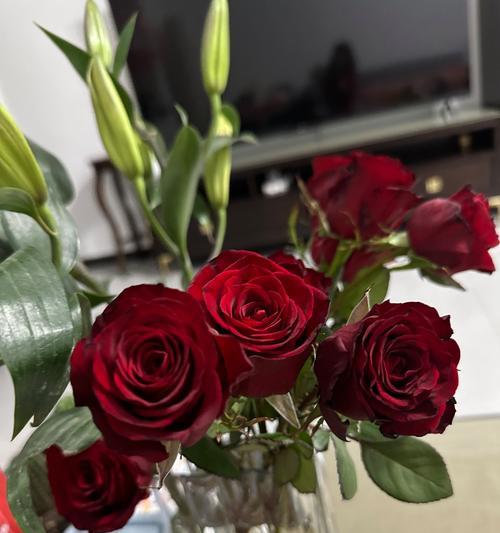九支红色玫瑰花的含义是什么？红色玫瑰代表什么？