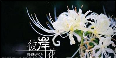 幼儿节气花语是什么？如何向幼儿解释花语？