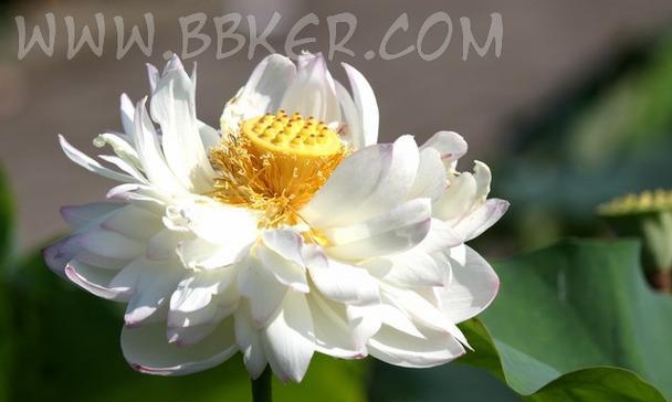 花色是白的花代表什么含义？白色花有哪些寓意？