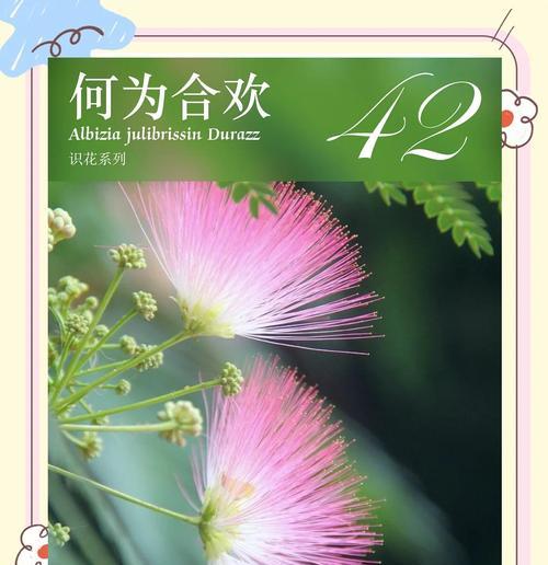 花色是白的花代表什么含义？白色花有哪些寓意？