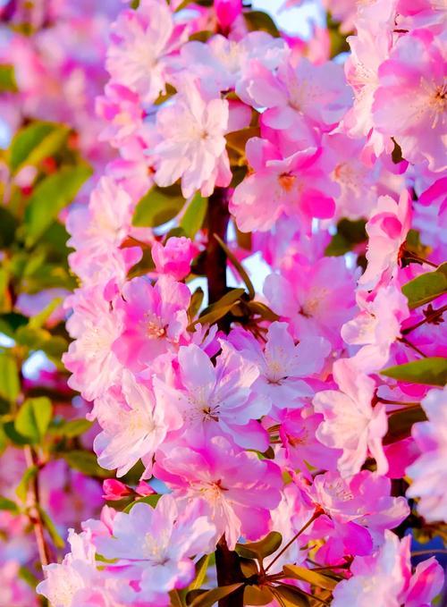 哪种花象征幸福？吹笛子时幸福的花是什么？