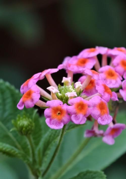 哪种花象征幸福？吹笛子时幸福的花是什么？