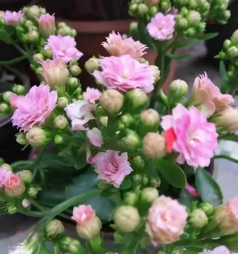 鸡冠长寿花的寓意是什么？它的花语有哪些？