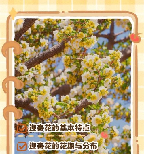 花在言语礼节中象征什么？花的象征意义有哪些？