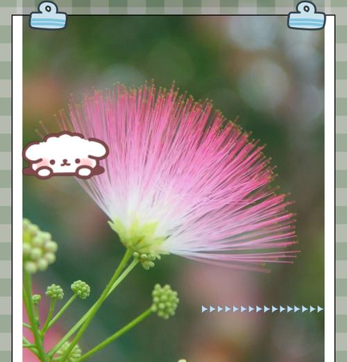 花在言语礼节中象征什么？花的象征意义有哪些？